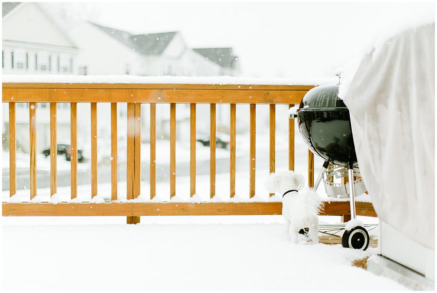 Virginia Lifestyle Photographer Dogs Woodbridge Snow Winter VSCO