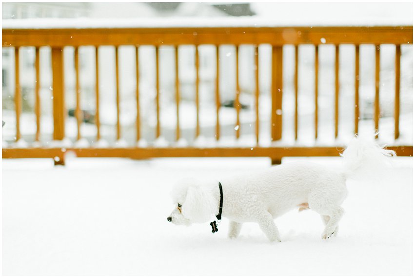 Virginia Lifestyle Photographer Dogs Woodbridge Snow Winter VSCO
