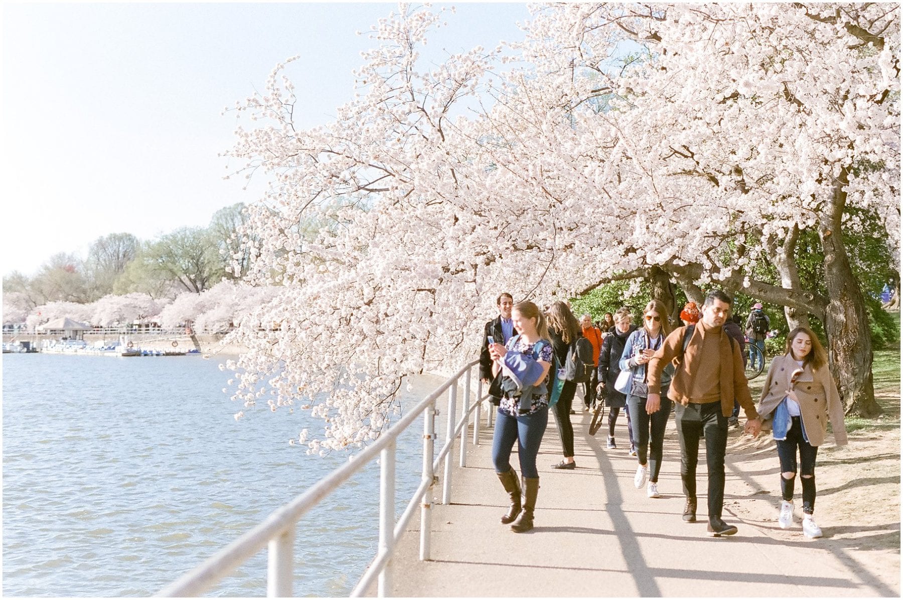 Cherry Blossom Festival on Film April 2019 Megan Kelsey Photography-10.jpg