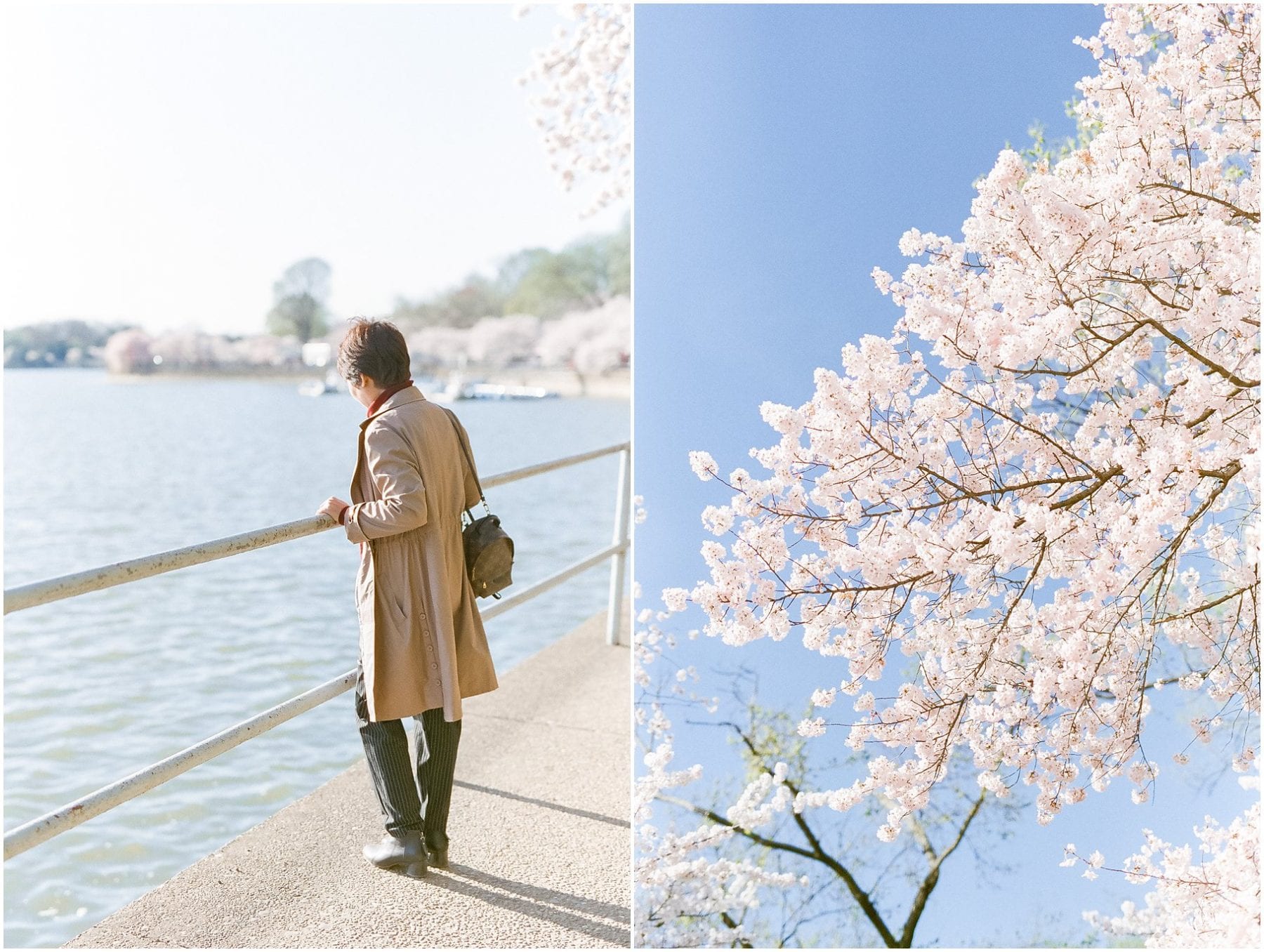 Cherry Blossom Festival on Film April 2019 Megan Kelsey Photography-39.jpg