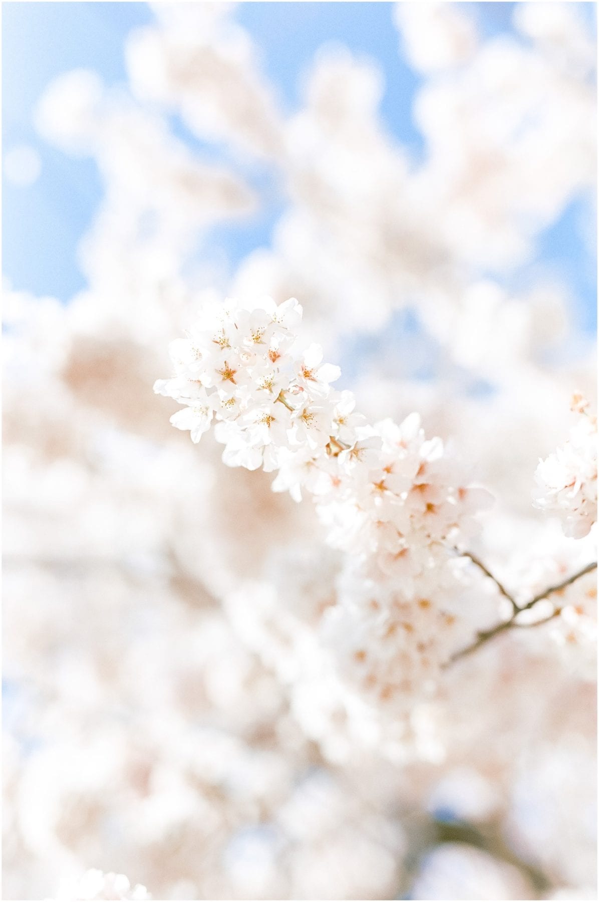Cherry Blossom Festival on Film April 2019 Megan Kelsey Photography-69.jpg